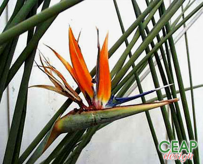 Rush-leaved Strelitzia
